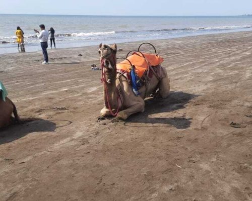 rajodi beach camel